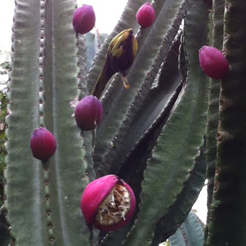 How To Eat A Cactus Apple / How to eat a cactus.