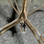 Net casting spider (♂)