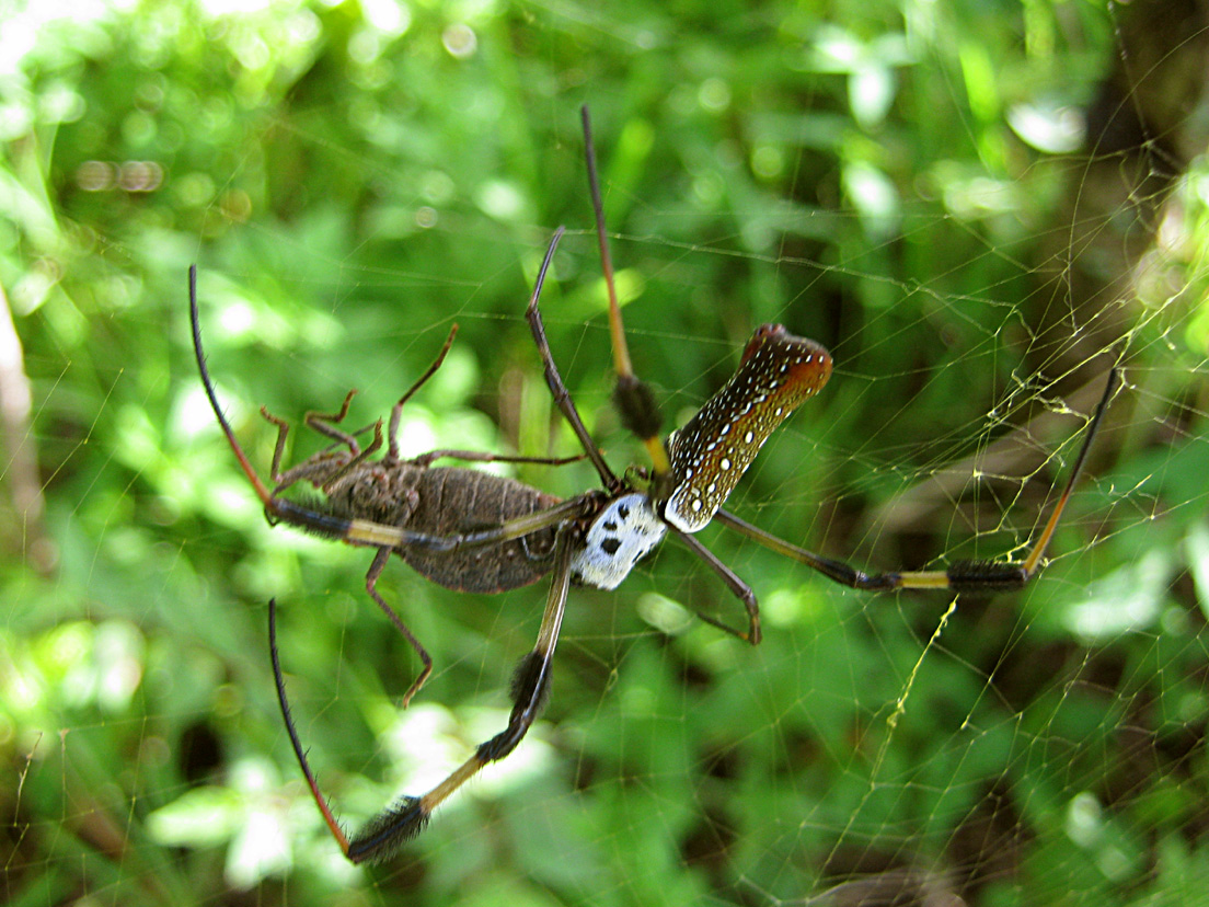 Golden-silk Spider eats Giant Sweet Potato Bug