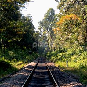 Road to the Jungle by Suvajit Malik - Transportation Railway Tracks