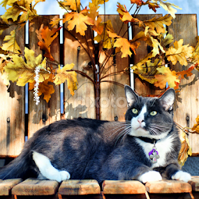 Loved by Diana Gunning - Animals - Cats Portraits