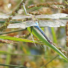 Common Green Darner Dragonfly (male)