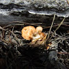 Tiny bracket fungi
