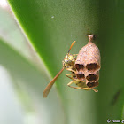 Paper wasp