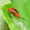 Four-lined Plant Bug nymph