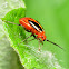 Four-lined Plant Bug nymph