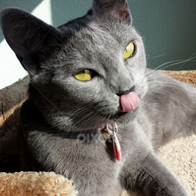 Lick lick by Joana Gramajo - Animals - Cats Portraits