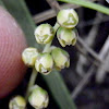 Wattle Mat-rush (male flowers)