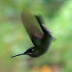 White-necked Jacobin