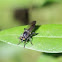 robber fly  