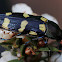 Jewel beetle