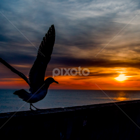 Seagull at Pacifica by Megan Smith - Animals Birds