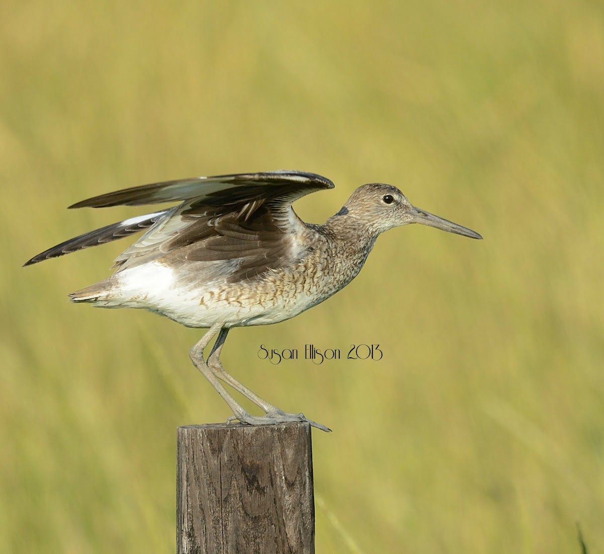 eastern willet