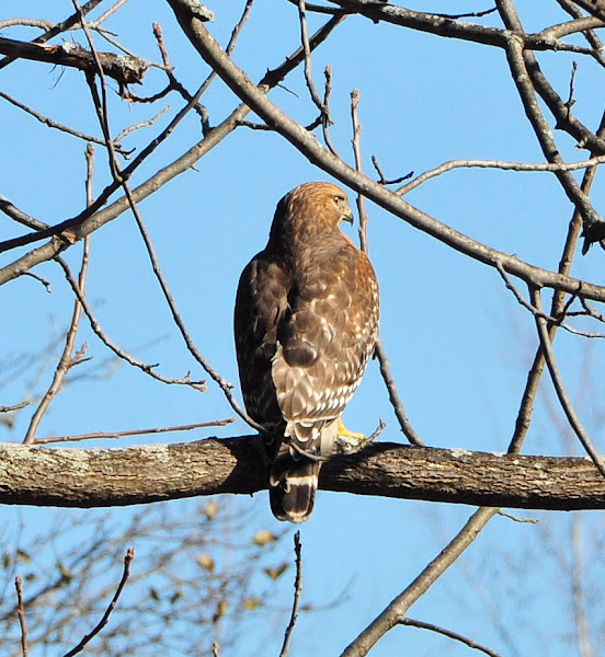 Cooper's Hawk | Project Noah