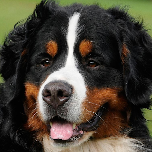 Bernese Mountain Dogs Wallpap 1.0