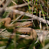 Cottonmouth, Water moccasin