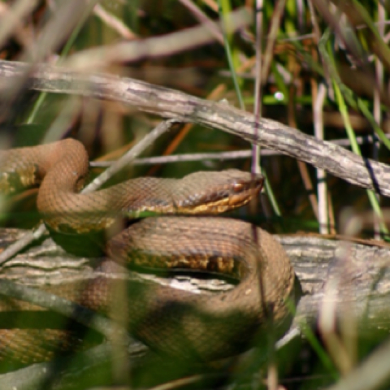 Cottonmouth, Water moccasin