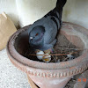 Feral Pigeon Nest