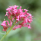 Red Valerian