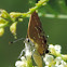 Juniper Hairstreak