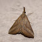 Grey Snout Moth