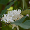 Arabian Coffee / Coffee flower