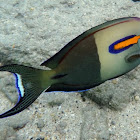 Orangebar Surgeonfish