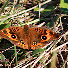 Common Buckeye