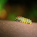 Cyclosia papilionaris (蝶形錦斑蛾幼蟲)