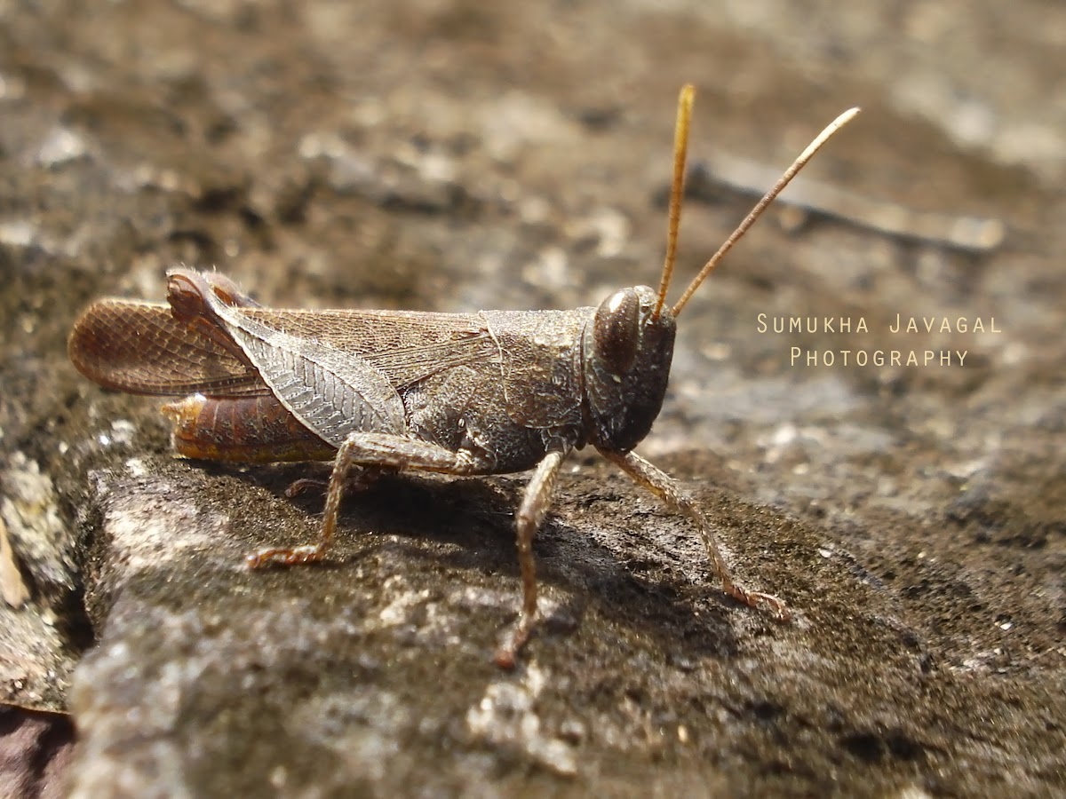 Slant-headed Grasshopper