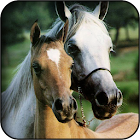 Download Cute horse wallpapers for Android by HAnna - Appszoom