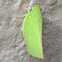 Green leafhopper