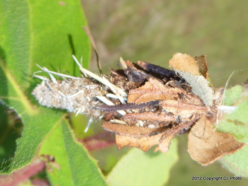 Common Leaf Case Moth