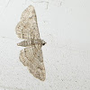 The Small Engrailed Moth
