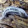 Leopard slug