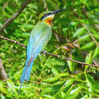 Blue-tailed Bee-eater