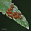 Leaf Footed Bug Eggs