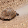 Leopard tortoise drinking water in the road