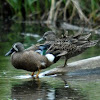 Blue-winged Teal Ducks