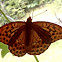 Silver-washed fritillary/Gospica