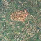 Toad