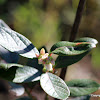 Bilberry (Heidelbeere)