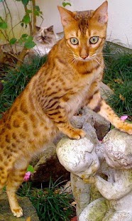 How to mod Bengal Wallpapers lastet apk for laptop