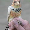 Crested Barbet (Hypomelanistic)