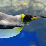 Hello...I am King Penguin by Leka Huie -  