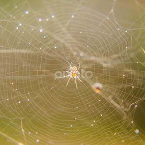 Spider by Adityo Cahyo - Animals Insects & Spiders