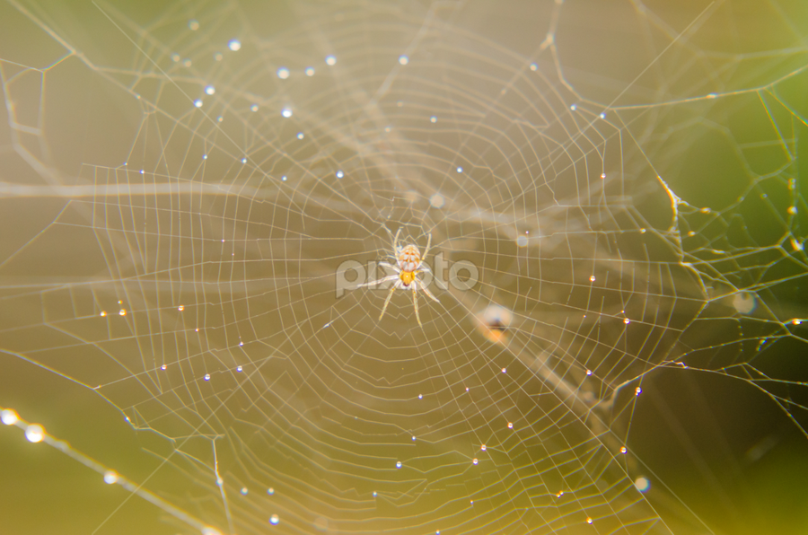 Spider by Adityo Cahyo - Animals Insects & Spiders