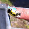 Spotted Tussock Moth