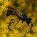 beewolf wasp