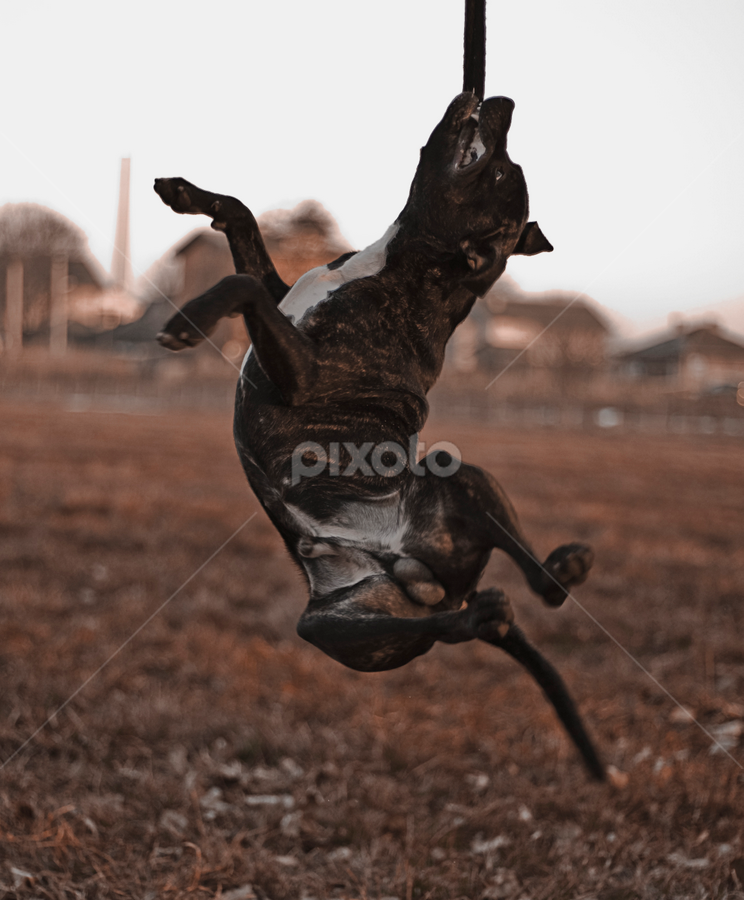 Pit Bull playing by Ивайло Цветанов - Animals - Dogs Playing